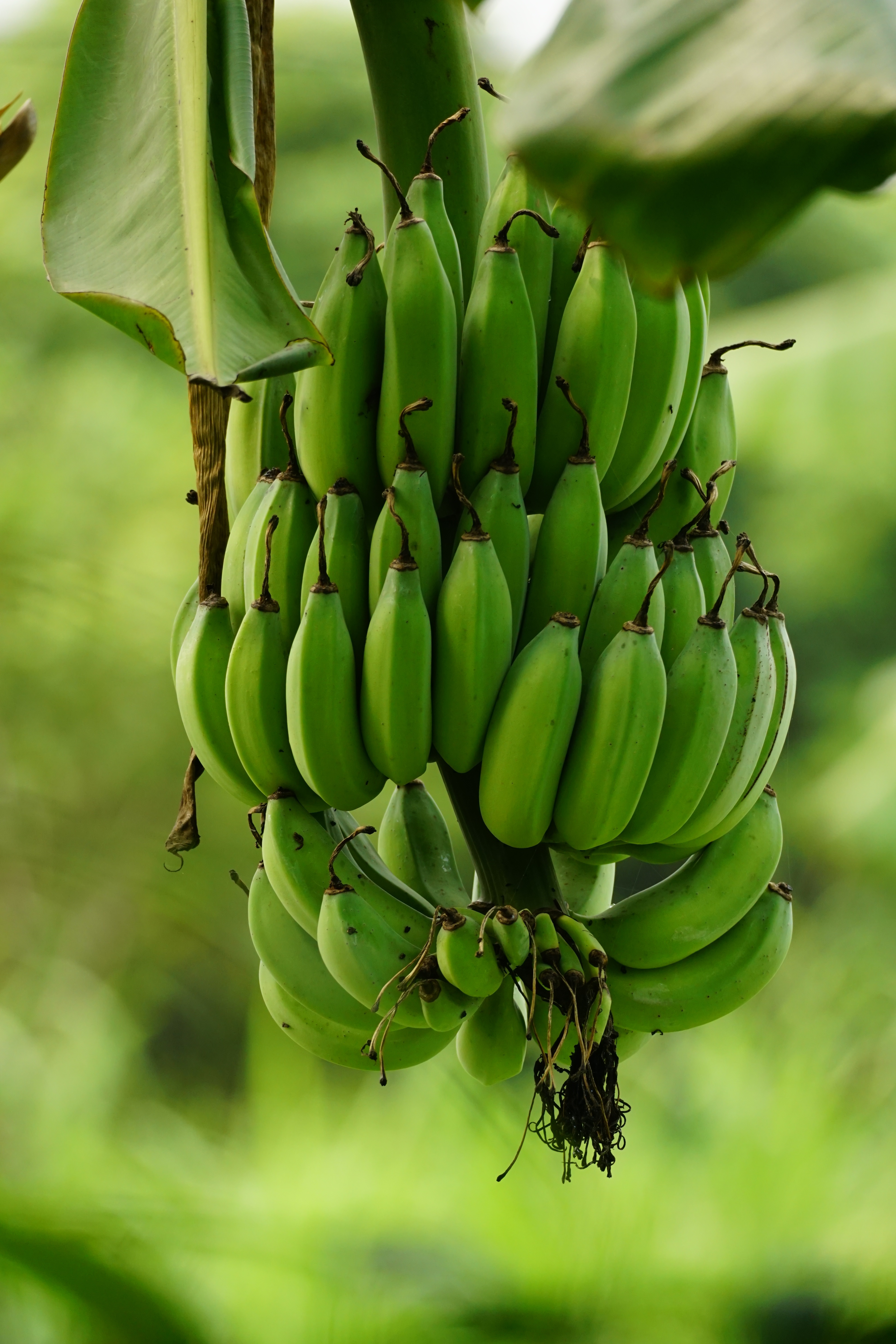 Banane
